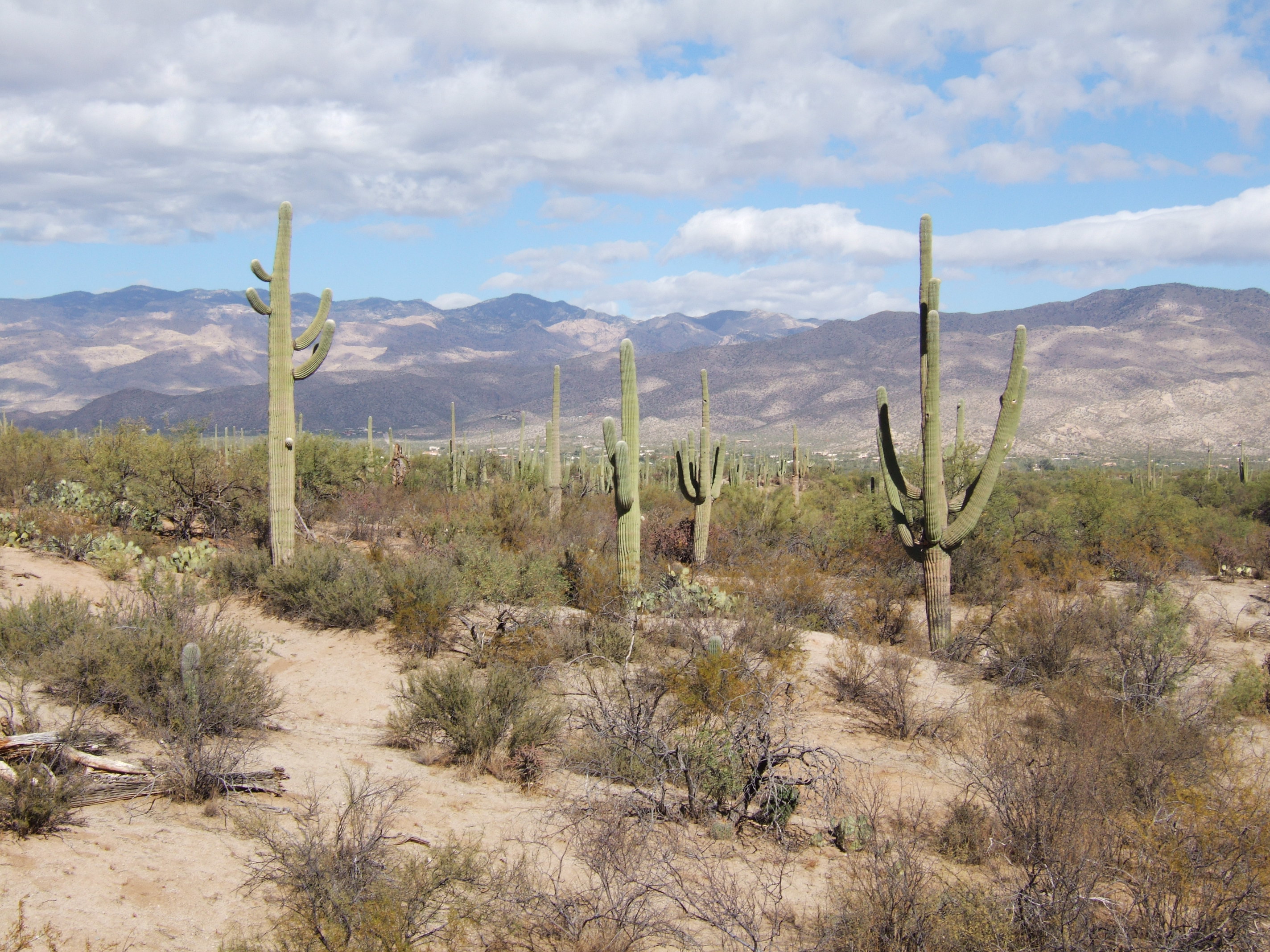 Saguaro NP, Arizona